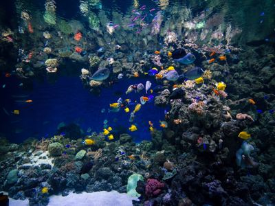Aquarium