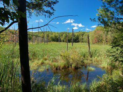 Marsh