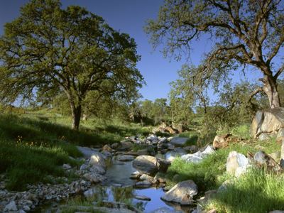Stream