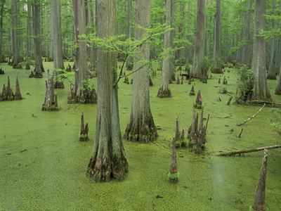 Swamp